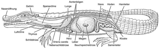 Anatomie eines Reptils
